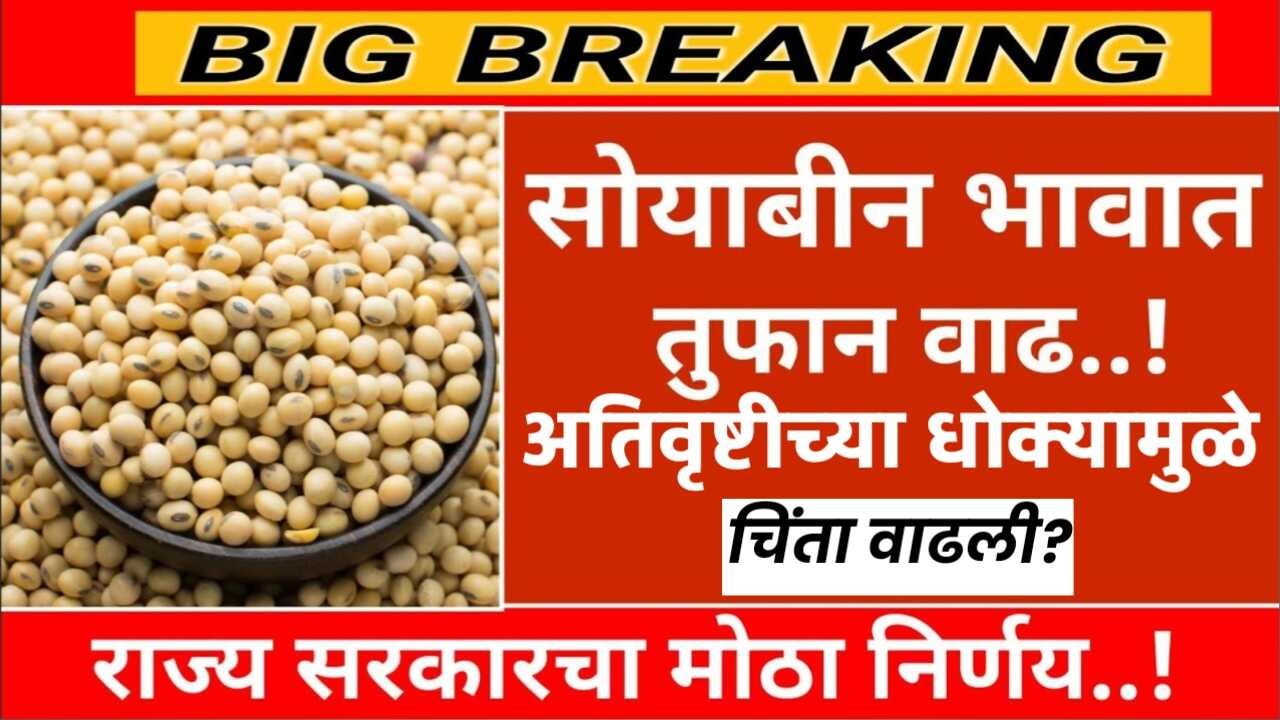 अतिवृष्टीच्या धोक्यामुळे सोयाबीन किंमतीमध्ये मोठी खळबळ; सोयाबीनच नवे सोने ठरते का? Soyabean Is Gold